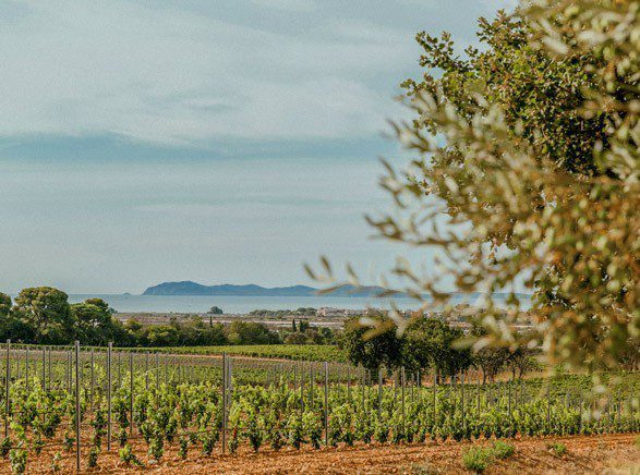 vignoble le galoupet