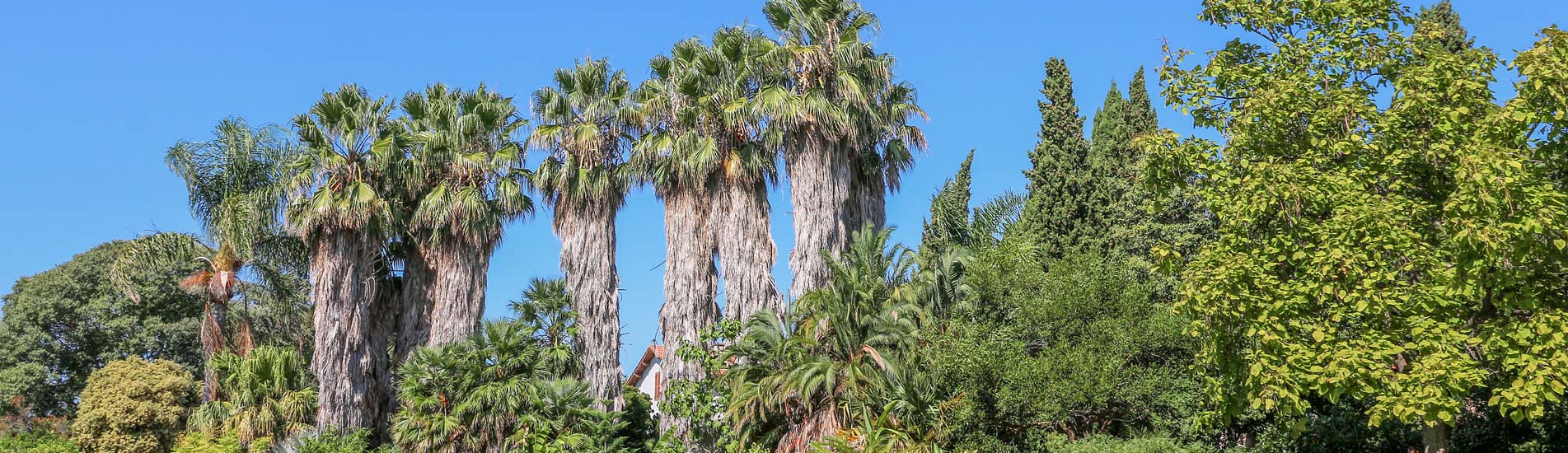 jardin hyeres