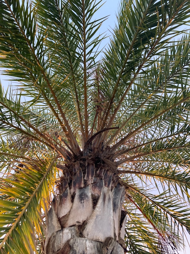 Hyères Palmier